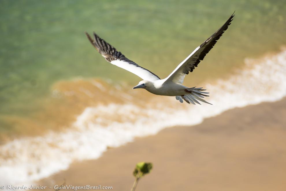 Imagem de uma gaivota sobre a praia em Fernando de Noronha.